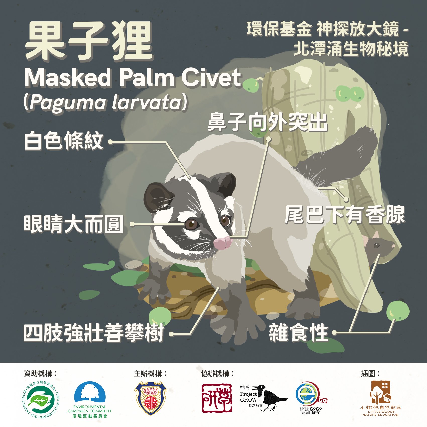 Masked Palm Civet